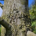 Tilia Tomentosa - 1