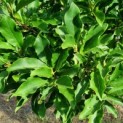 Magnolia 'Susan' - blad