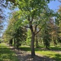 Betula nigra - 2