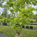 Catalpa bignonioïdes 'Aurea' - Foto 7