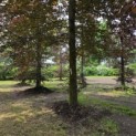 Fagus sylvatica 'Atropunicea' - 1