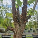 Acer griseum - Foto 1