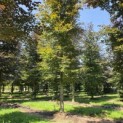 Fagus sylvatica 'Atropunicea' - 4