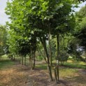 Platanus x Hispanica - augustus 2026