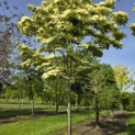 Cornus nuttallii (Venus) - 8