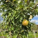 Pyrus c. 'Gieser Wildeman' - 2
