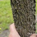 Liquidambar styraciflua - stam met kurk in juni 2024
