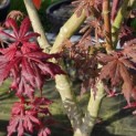 Acer palmatum 'Trompenburg' - 1