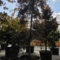 Acer palmatum 'Inaba Shidare' - Foto 4