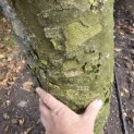 Platanus x hispanica - 2025