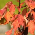 Acer griseum - herfst