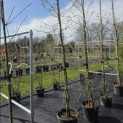 Larix kaempferi 'Diana' - maart 2026