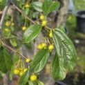 Malus Toringo - 1