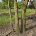 Carpinus betulus - Foto 4