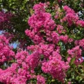 Lagerstroemia indica 'Rosea' - 4