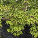 Acer palmatum 'Shigure bato' - 1