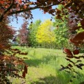 Gleditsia triacanthos 'Sunburst' - 1