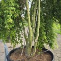 Acer palmatum 'Ryusen' - 9