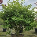 Hamamelis x intermedia 'Arnold Promise' - 2