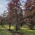 Fagus sylvatica 'Atropunicea' - 1