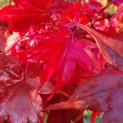 Acer palmatum 'Osakazuki' - Foto 1