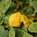 Cladrastris kentuckea - start herfstverkleuring