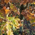Quercus robur 'Fastigiata' - november 2025