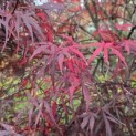 Acer palmatum 'Atrolineare' - 2
