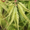 Acer palmatum 'Dissectum' - 4
