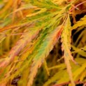 Acer palmatum 'Dissectum' - 3