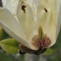 Magnolia 'Yellow River' - 8