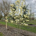 Magnolia 'Yellow River' - 7