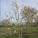 Magnolia 'Yellow River' - 5