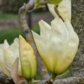 Magnolia 'Yellow River' - 9