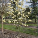Magnolia 'Yellow River' - 6