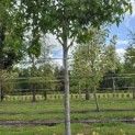 Liquidambar styraciflua 'Palo Alto' - Foto 2