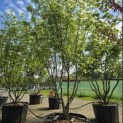 Cornus kousa 'Milky Way' - Foto 1