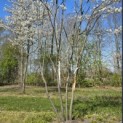 Amelanchier lamarckii - 5