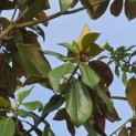 Magnolia grandiflora 'Galissonnière' - 2
