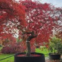 Acer palmatum 'Garnet' - 3