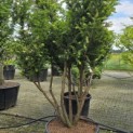 Taxus baccata - 1