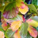 Parrotia persica - impressie herfstkleuren