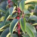 Prunus Lusitanica - 1