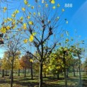 Platanus x Hispanica