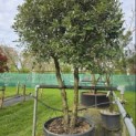 Quercus ilex - 2