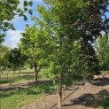 Acer Triflorum - Foto 4