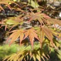 Acer palmatum Masu-kagami - 4