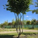 Parrotia persica - 2