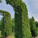 Carpinus betulus
