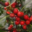 Ilex Aquifolium - rode bes